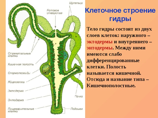 Кракен ссылка на тор официальная